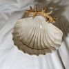 Zeeschelpen kommetje beige koraal